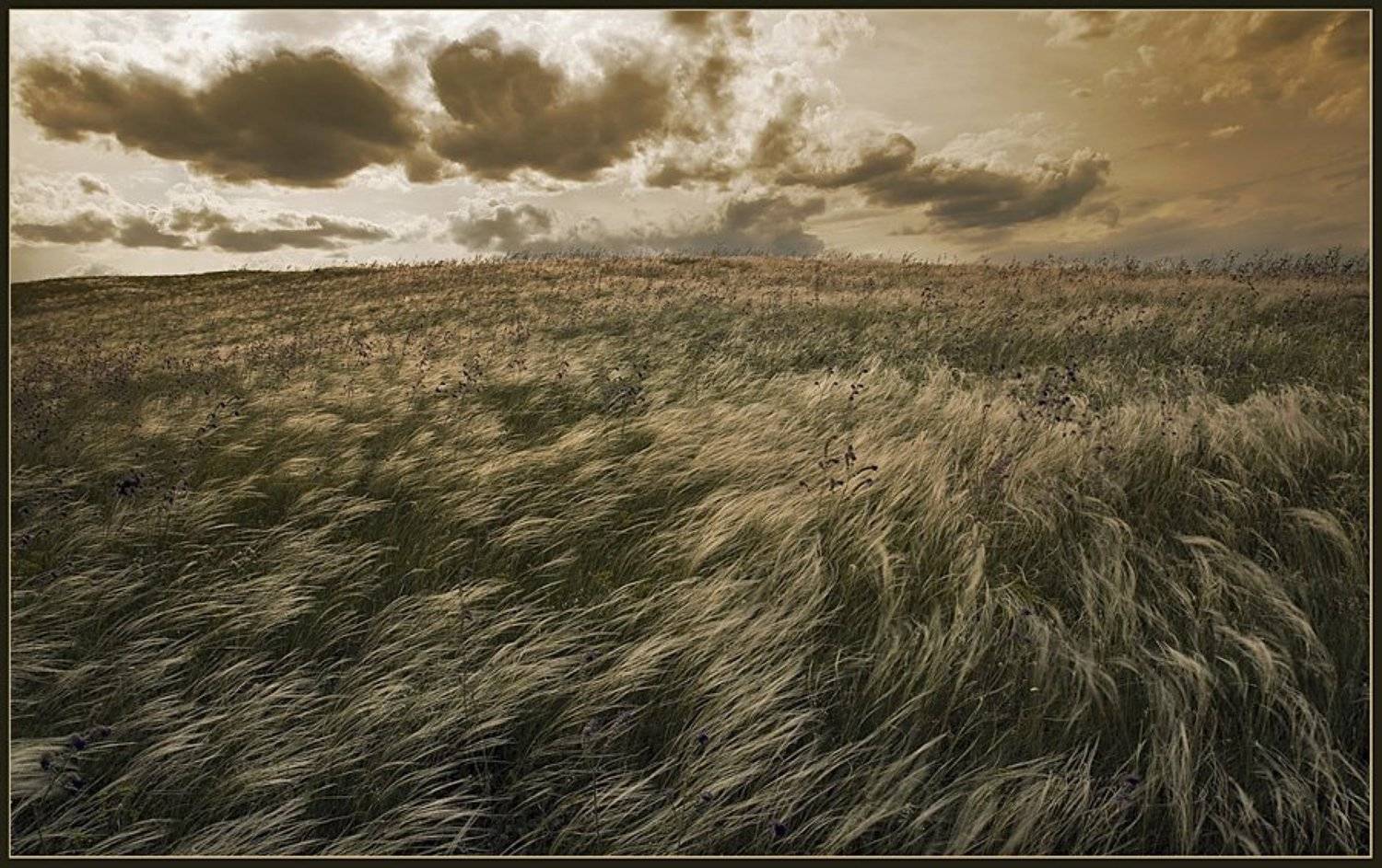 пейзаж, небо, степь, ковыль, ветер, свобода, lad_i_mir, lad_i_mir