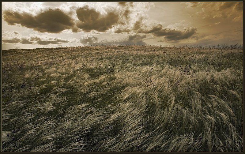 пейзаж, небо, степь, ковыль, ветер, свобода, lad_i_mir Свободаphoto preview