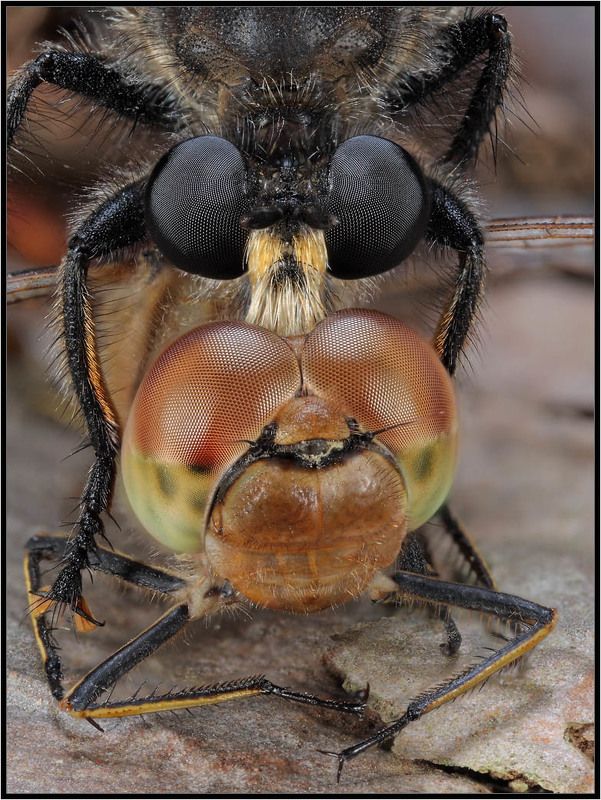 макро,ктырь,стрекоза Хищник и его жертваphoto preview