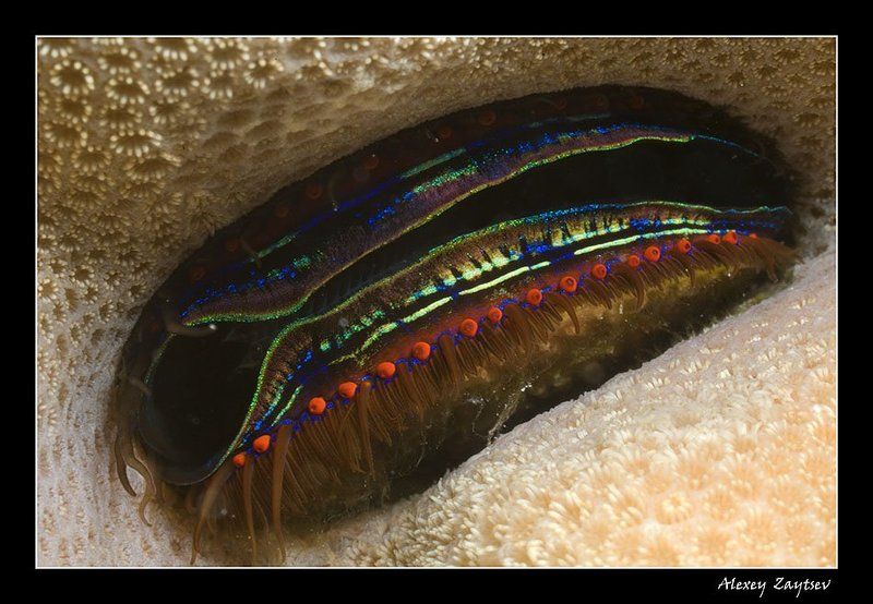 зайцев, обучение, подводной, фотографии, супермакро, красное, море Брошь от CARTIERphoto preview