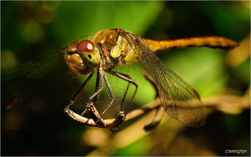 вечер трудного дня (green)photo preview