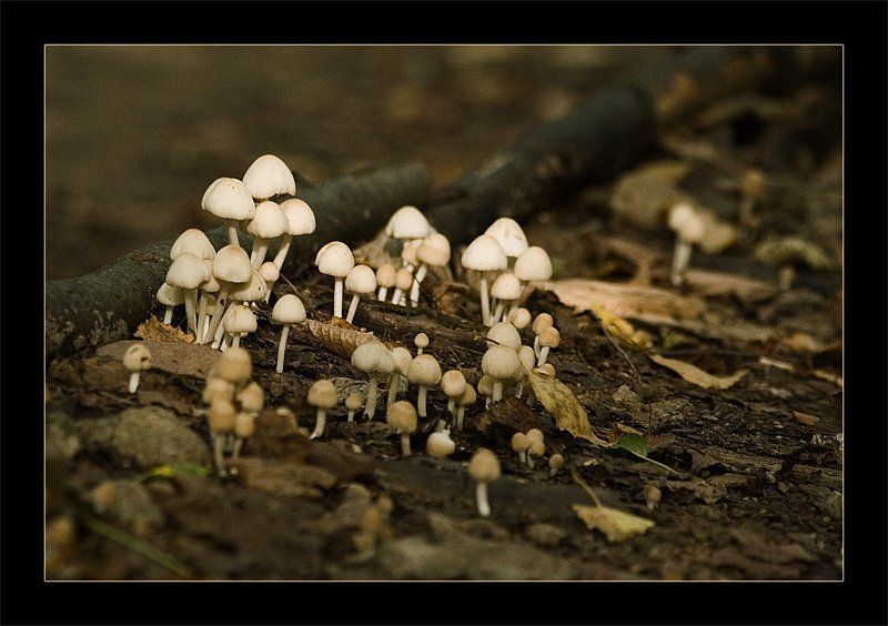 грибы, поганки, лес грибы наступаютphoto preview