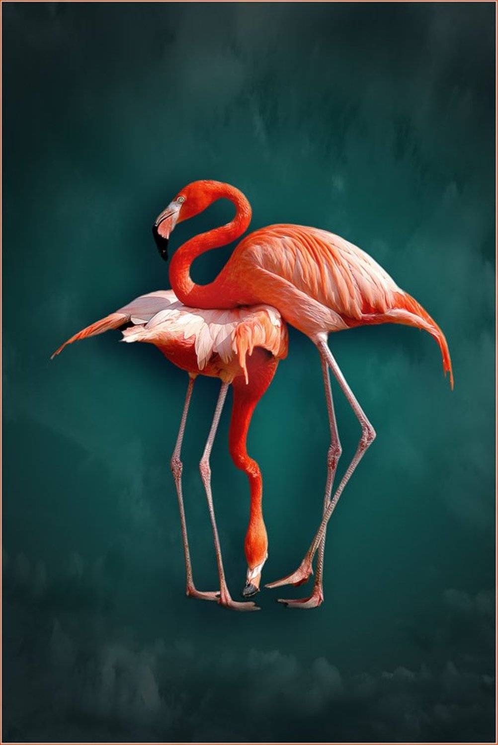 фламинго, камасутра, Ханмурзин Павел