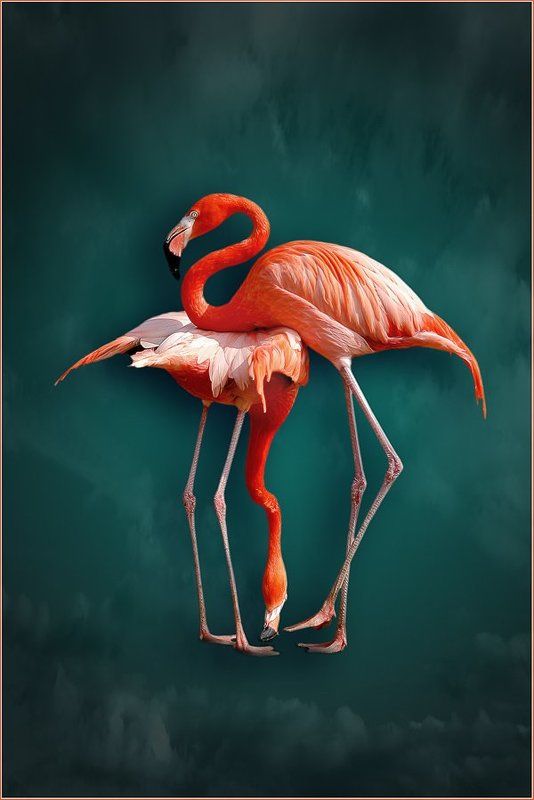 фламинго, камасутра Камасутраphoto preview
