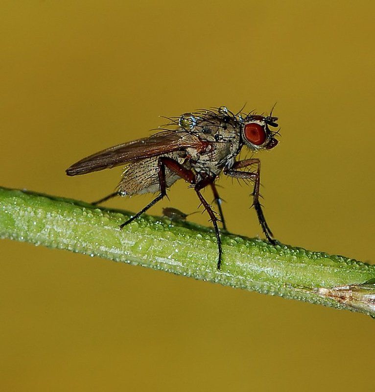 Под мухойphoto preview