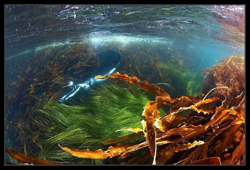 Нырок в сказкуphoto preview