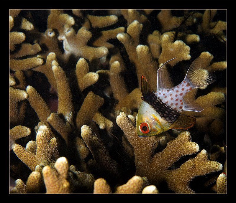 индонезия, сулавеси, лембех Не мандаринка, но тоже ничегоphoto preview