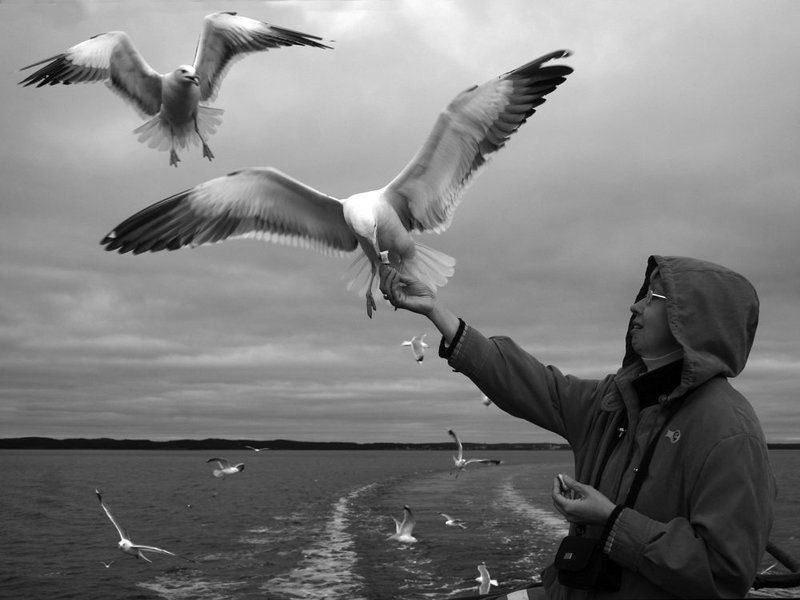 соловки, бакланы, кормежка В очередь за хлебомphoto preview