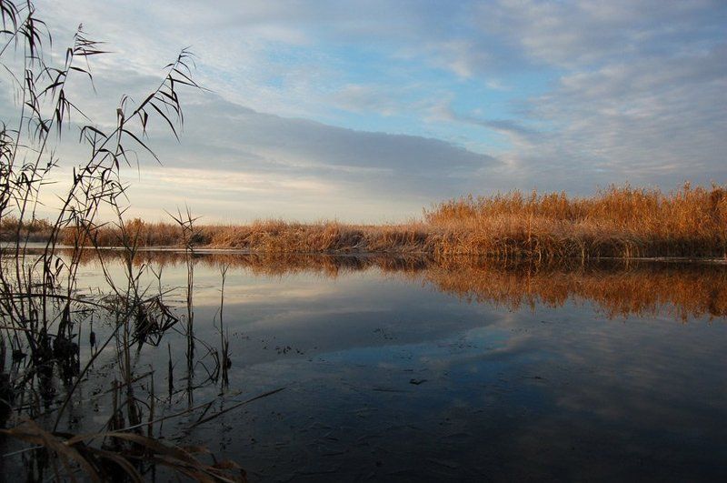 дельта, вода, камыш, лед Легкое прикосновение зимыphoto preview