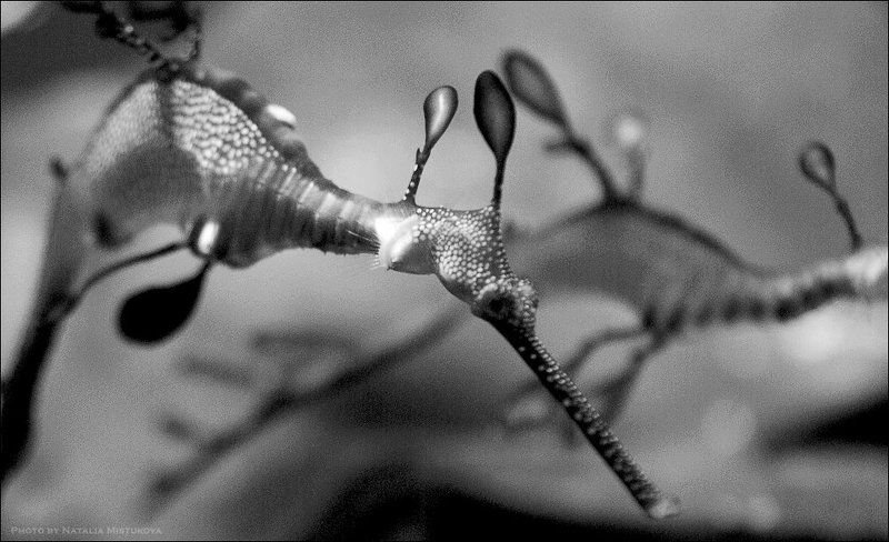 дракон, морской по ту сторону воды живут драконыphoto preview