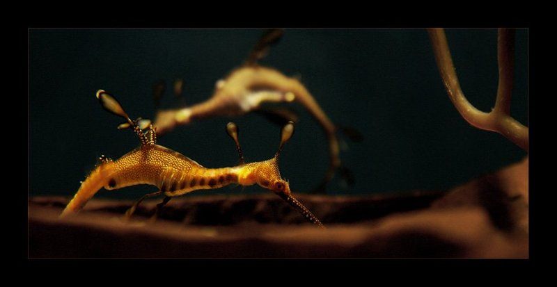 морской, дракон наперегонкиphoto preview