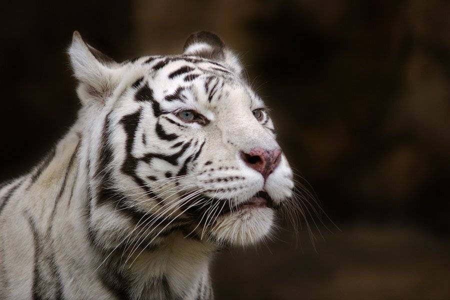 белый, тигр., senjor