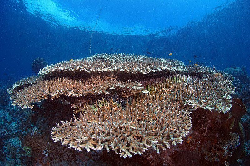 Коралловая архитектураphoto preview