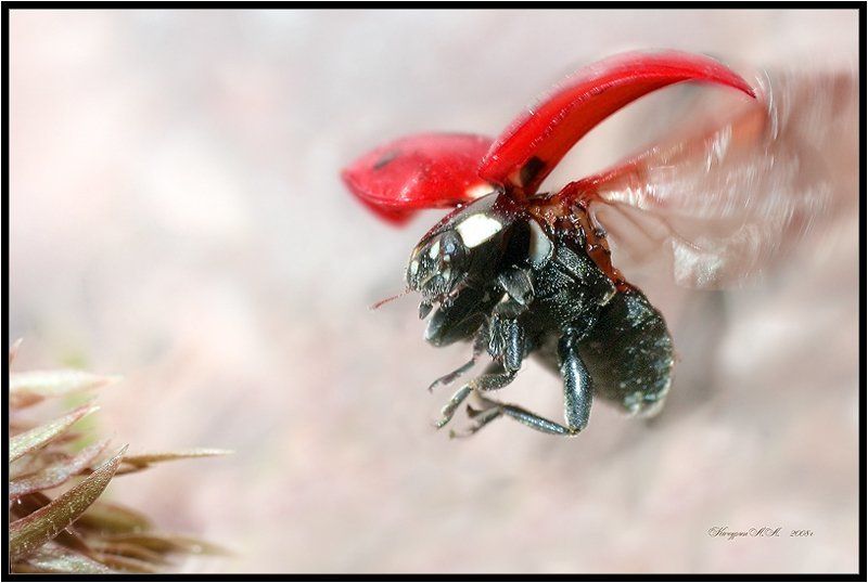 Выпуская шассиphoto preview