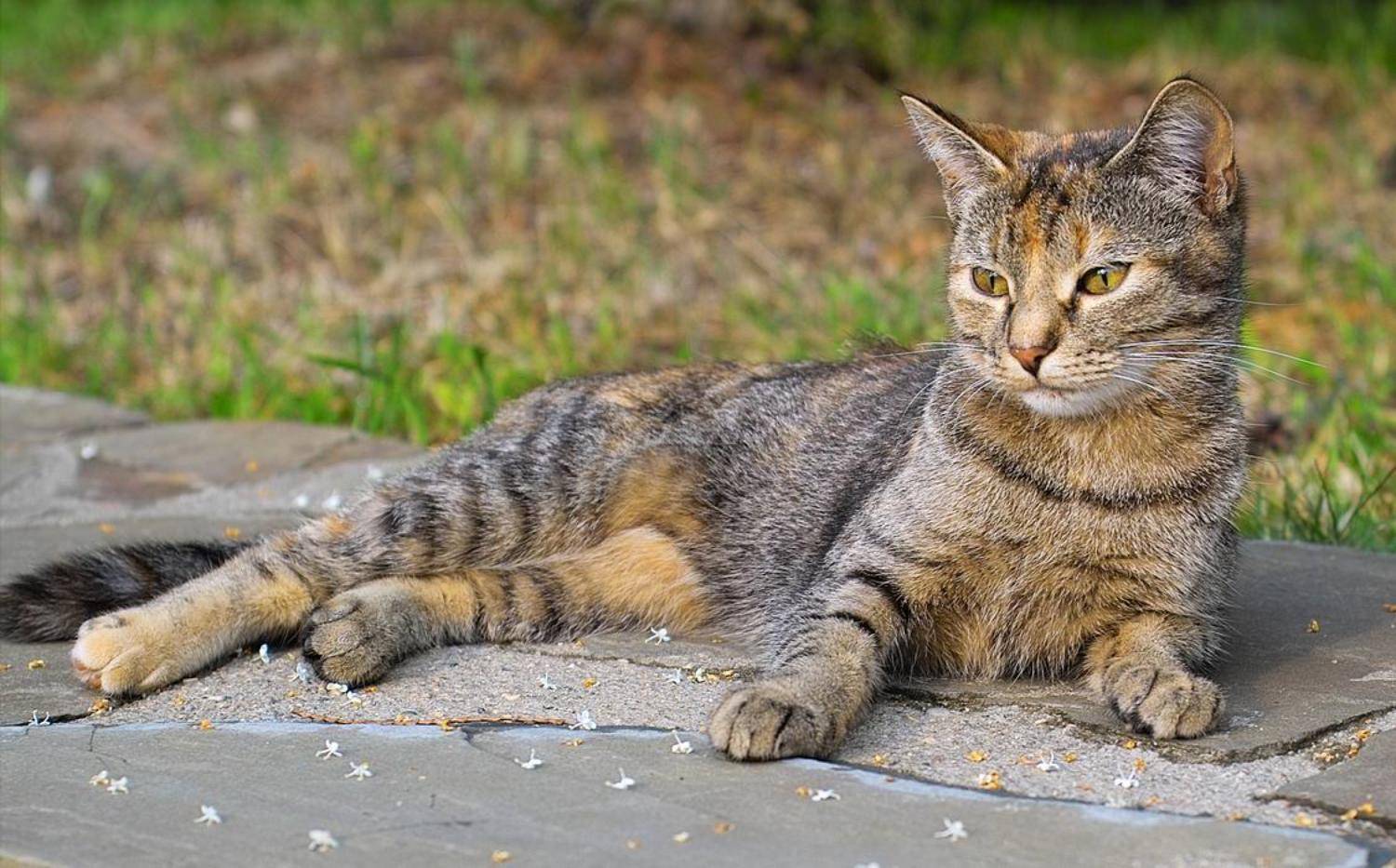 cat, Человек дождя
