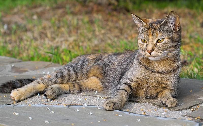 cat Кото-модель фото превью