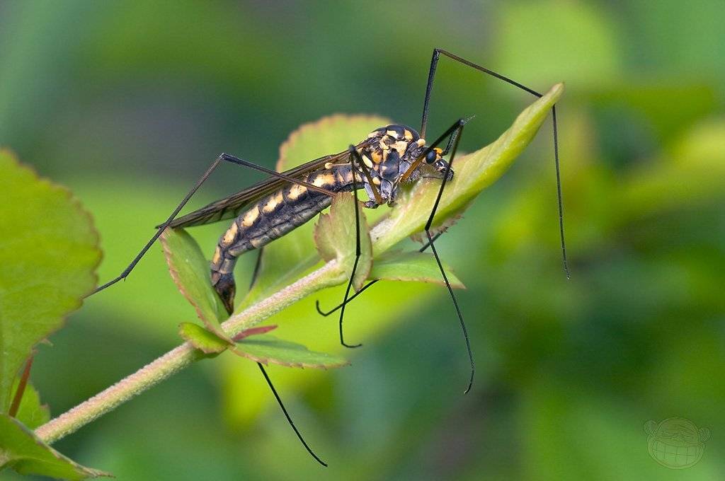 Где ты, Милый?. Автор: Amazon-san долгоножка, макро, Amazon-san