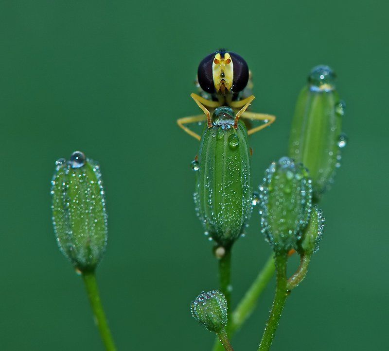 хранитель водыphoto preview
