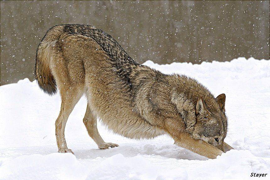 Вдох глубокий, лапы шире.... Автор: Borsov Michail , Borsov Michail