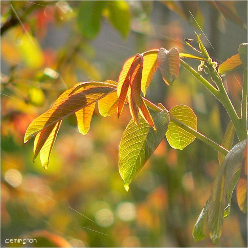 жизньphoto preview