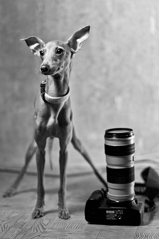 , Алексей Хляпов