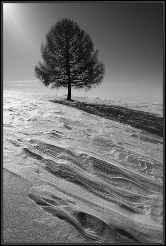снеговые горы, лиственница Одинокое плавание фото превью