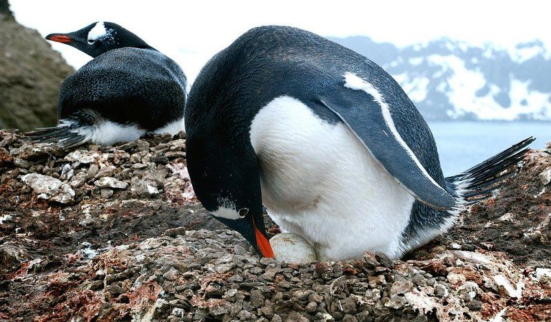 антарктика, яицо, пингвины Забота о будущем потомствеphoto preview