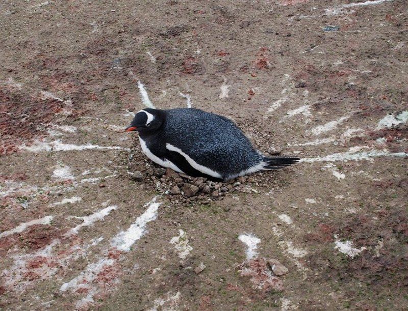 пингвин, антарктика, гнездо Линия обороны)))photo preview