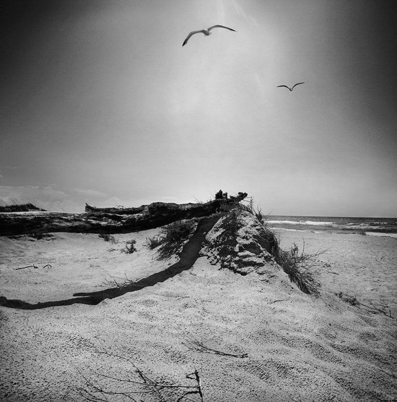 чайка по имени джонотан..photo preview