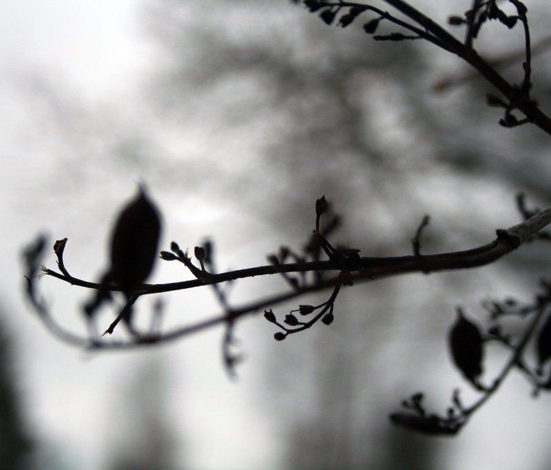 Навеянное Мацуо Басёphoto preview