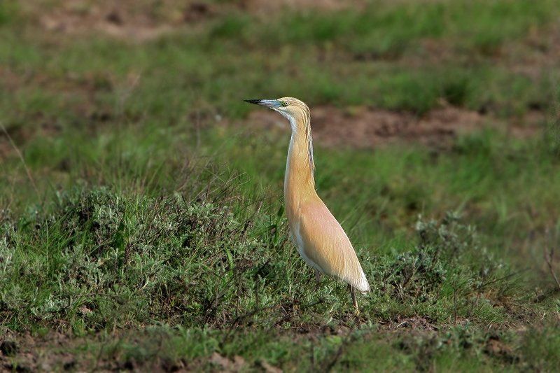 Красоткаphoto preview