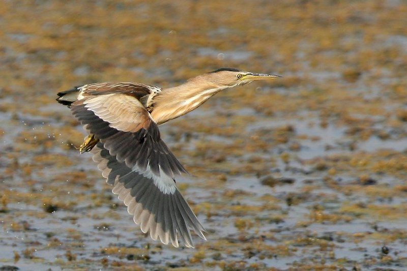 Полетнаяphoto preview