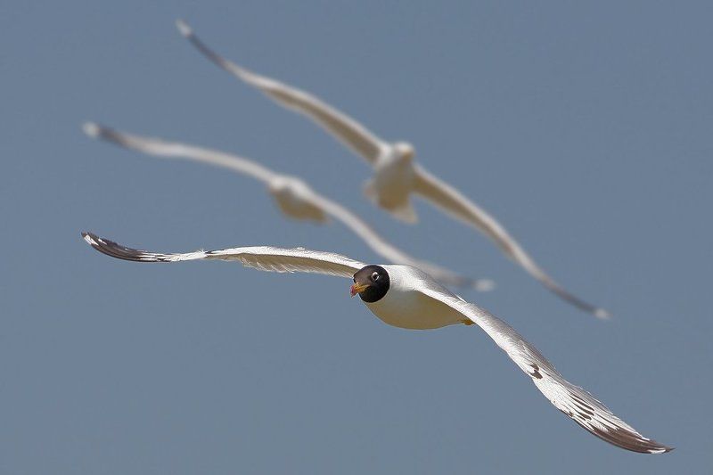 В бой идут одни...photo preview