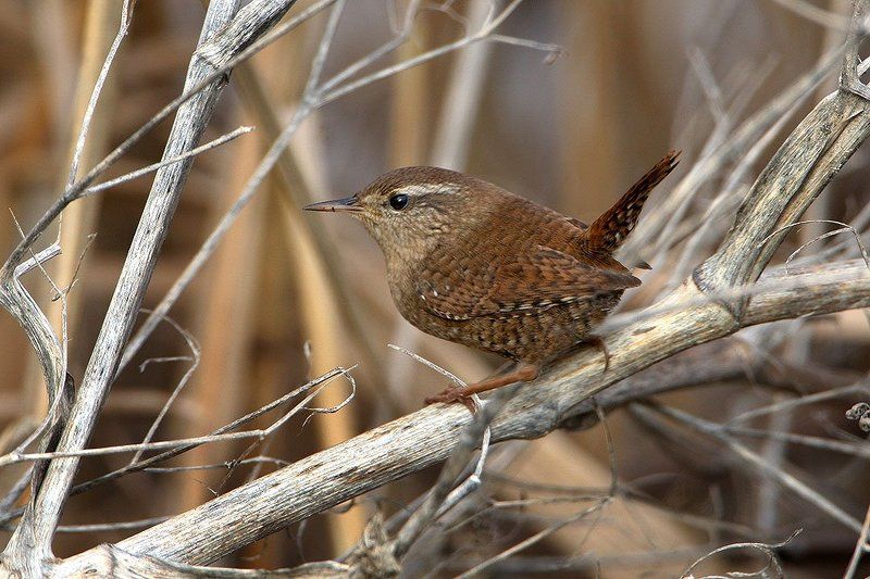 Хвост пистолетомphoto preview