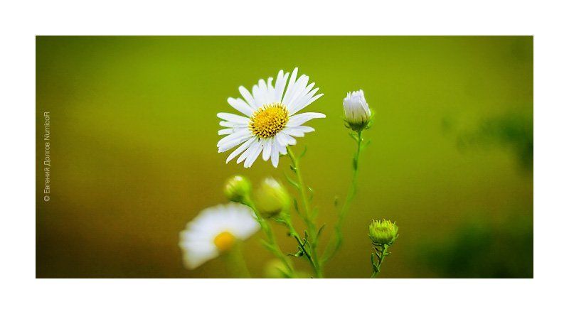 лето, ромашки,  вечер, цветы ***photo preview