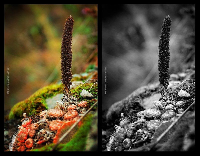 осень, зелень, кустики, камни ***photo preview