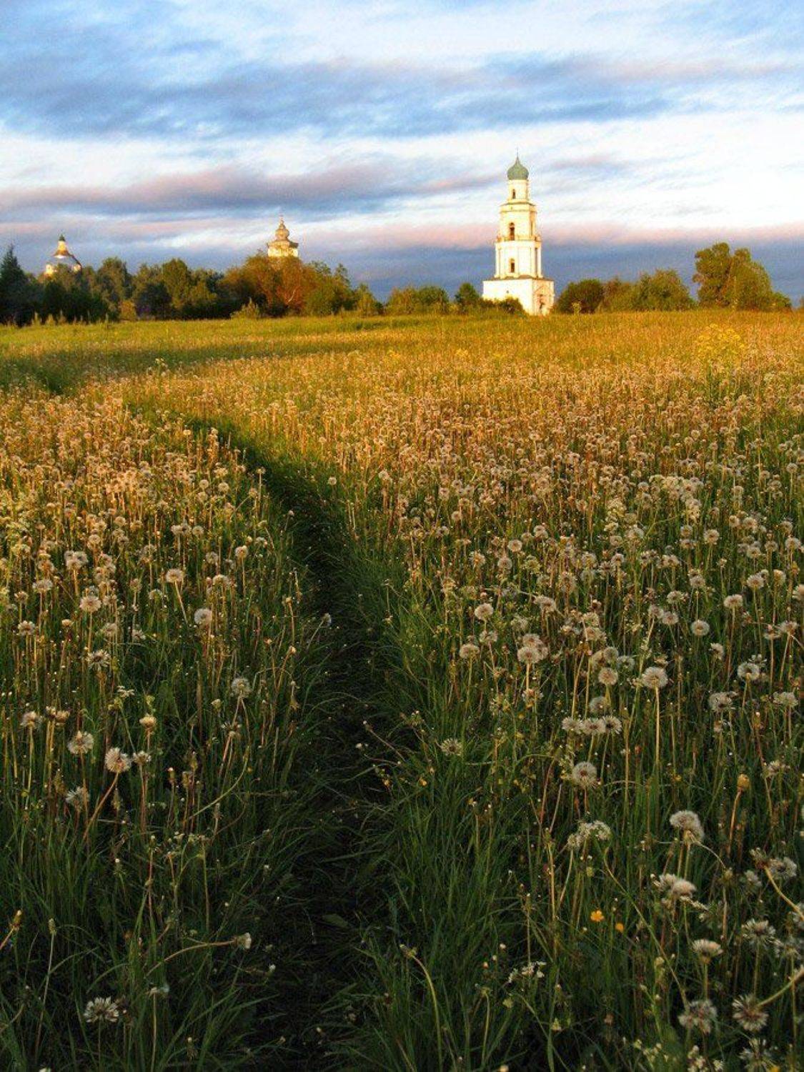 Отцвели уж давно.... Автор: Клековкин Александр , Клековкин Александр