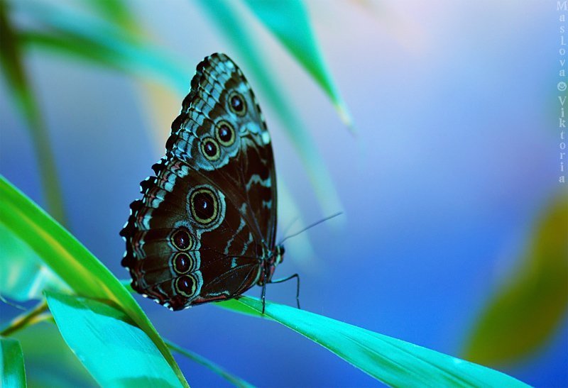 бабочкаphoto preview