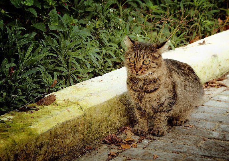 кот Осенний котейкоphoto preview