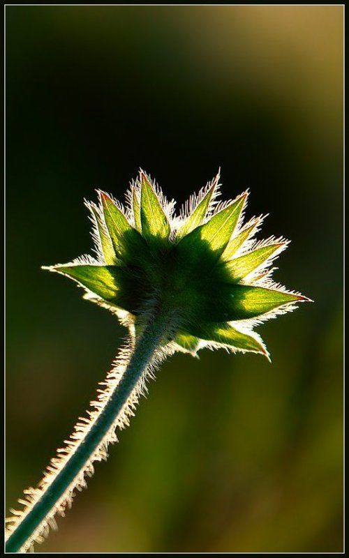 К солнцу.photo preview