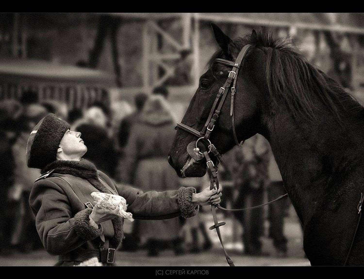 жанр, лошадь, дружище, Сергей Карпов