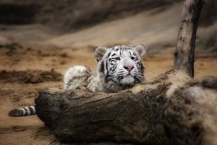 В засаде-2. Автор: senjor белый тигр, тигрёнок, senjor