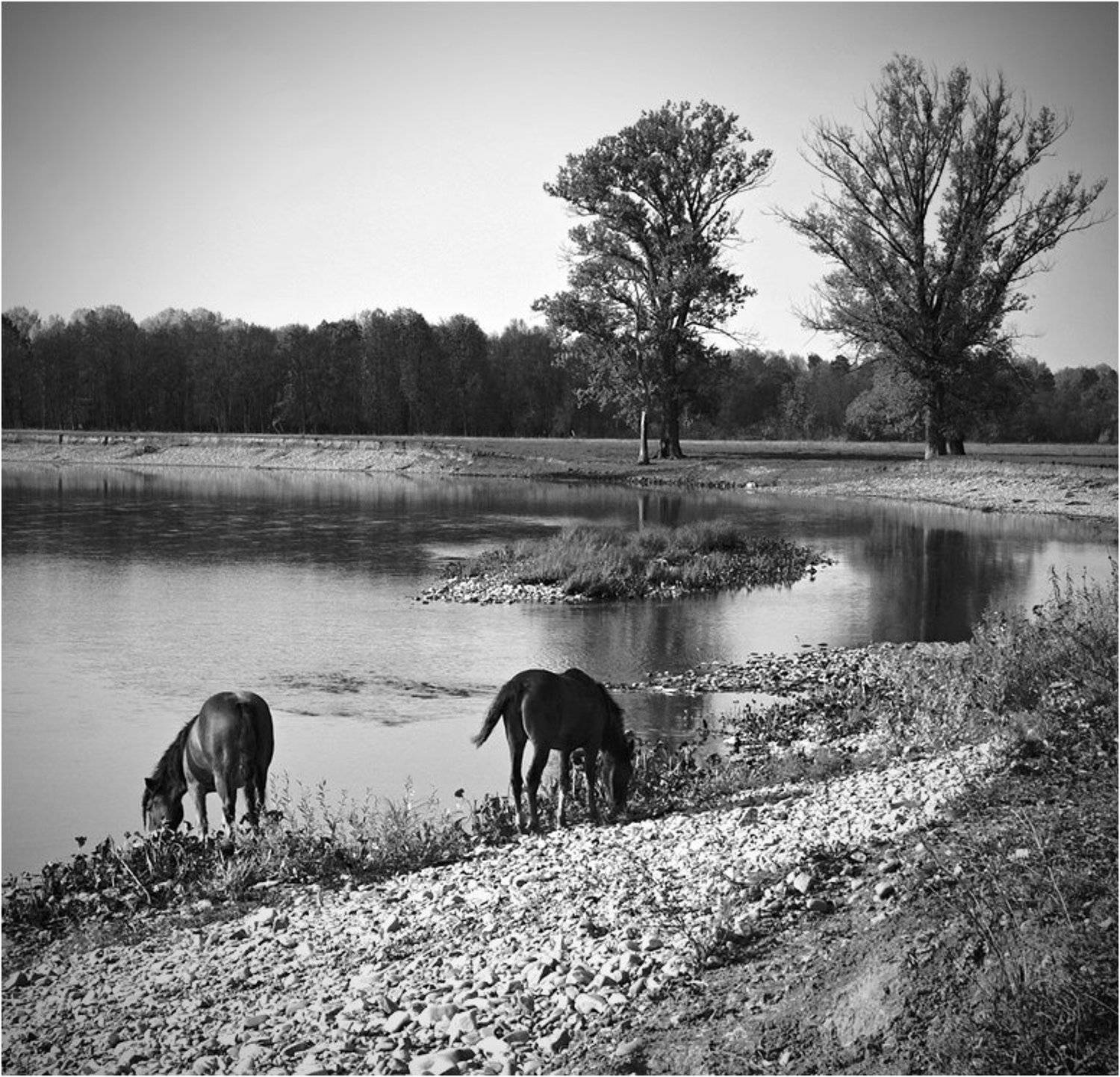Ходют кони. Автор: Степанов Сергей река, инзер, башкирия, кони, Степанов Сергей