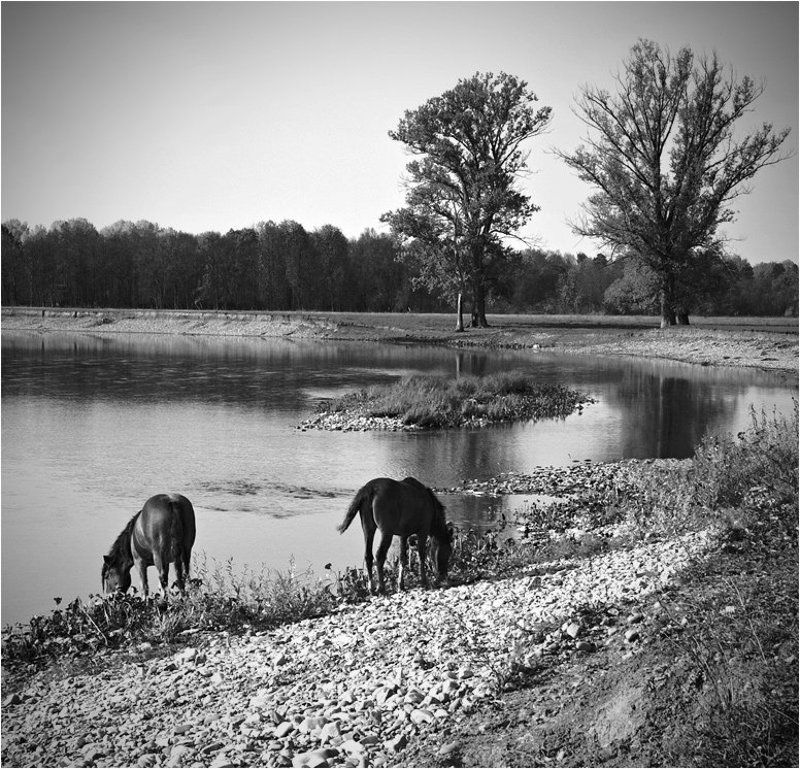 река, инзер, башкирия, кони Ходют кони фото превью