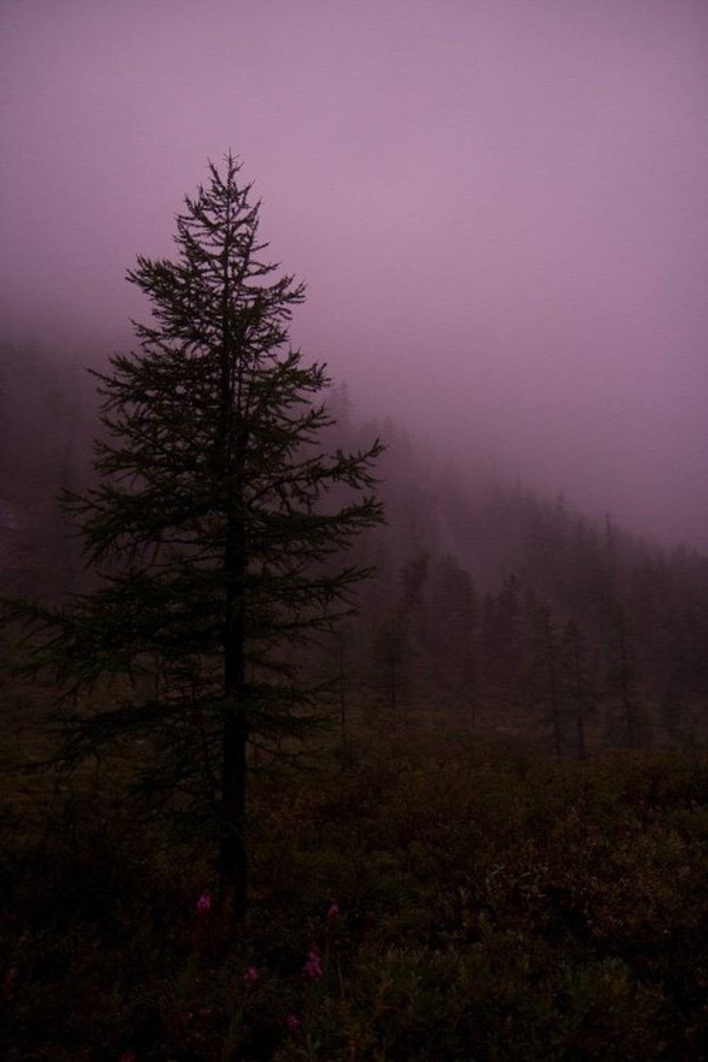 Magenta. No correction. Автор: Евгений Сухарев алтай, туман, Евгений Сухарев