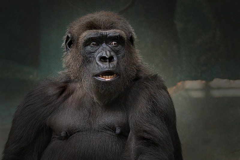 настроение,недовольство Папа...не доволен...photo preview