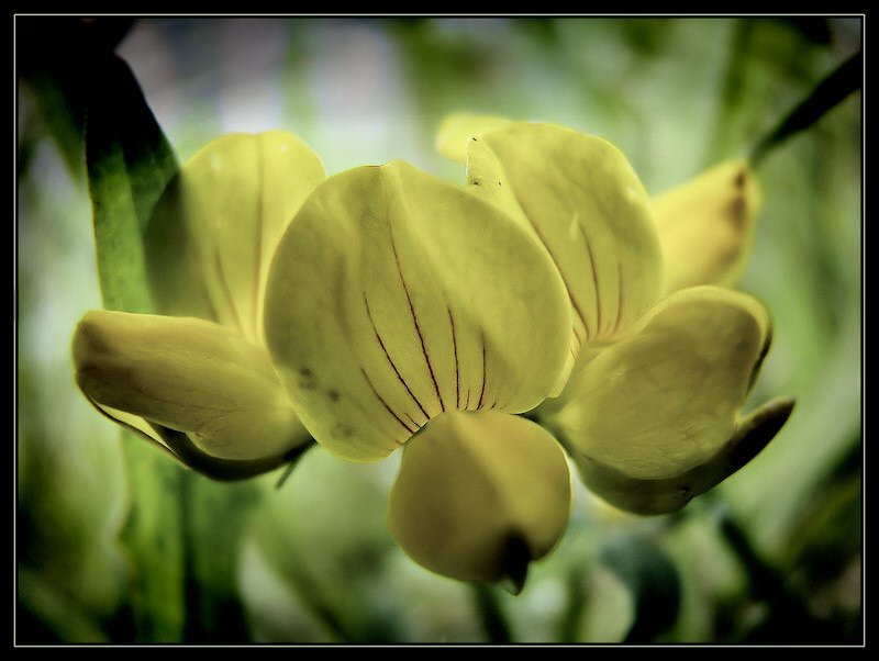 цветы, цветок В травеphoto preview