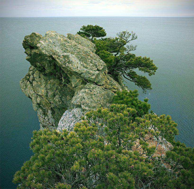 гамова, витязь, море, сосна, скалы, Дмитрий Корнилов