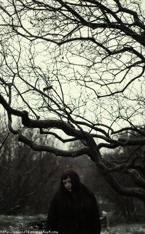 Ветвиphoto preview