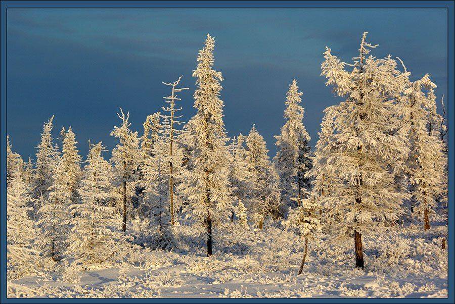 Морозный день. Автор: Солодухин Виктор тайга,зима,мороз, Солодухин Виктор